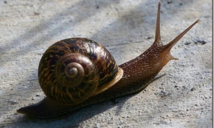 Organic Snail and Slug Pest Control